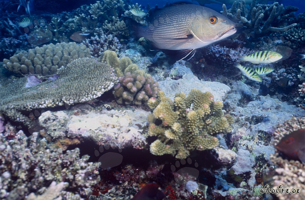 Fascinating Twinspot Snapper and Three Sixbar Wrasses