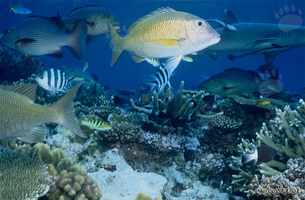 Mundo fascinante de los pargos de dos manchas y tiburones de arrecife de puntas blancas