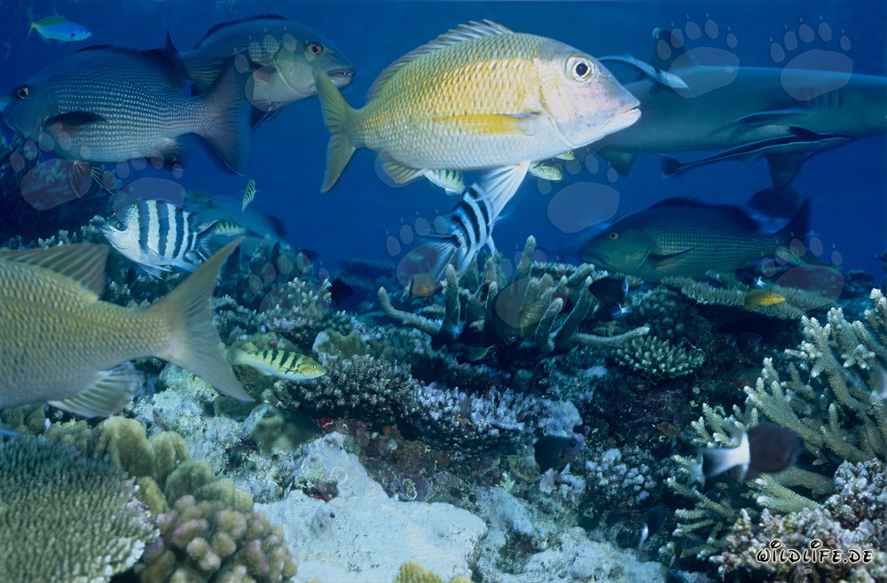 Mondo affascinante del pesce a due macchie e degli squali di barriera a punta bianca