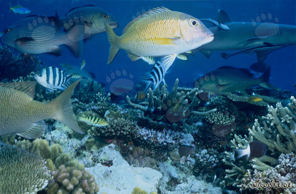 Monde fascinant des poissons à deux taches et des requins de récif à pointes blanches
