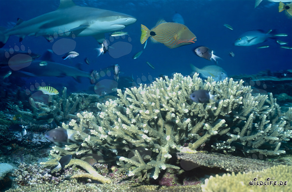 Fascinating Blacktip Reef Shark with Orangelined Triggerfish