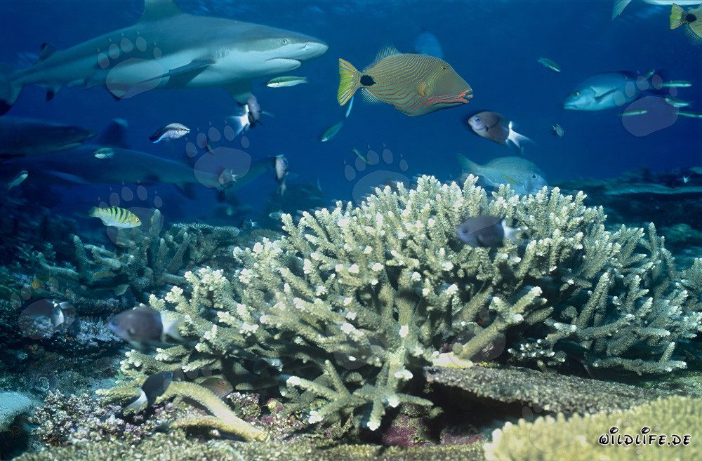 Requin de récif à pointes noires fascinant avec poisson-perroquet à rayures orange