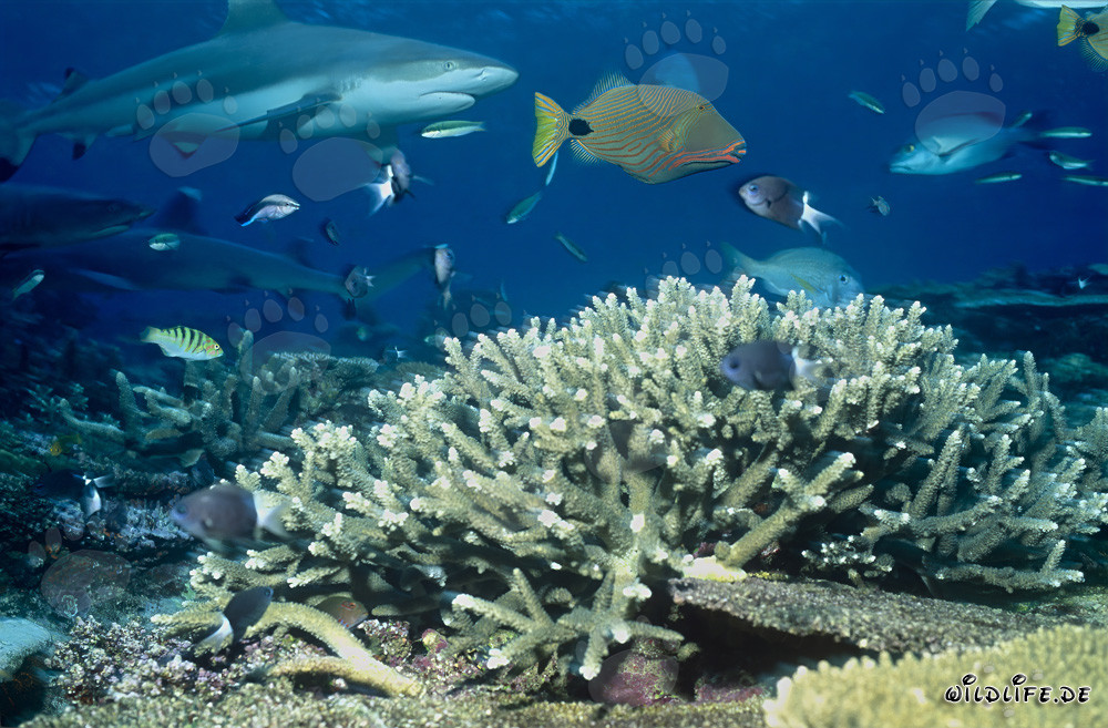 Affascinante squalo di barriera a punte nere con pesce pappagallo a strisce arancioni