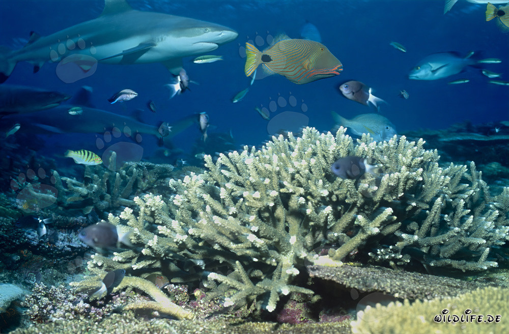 Fascinante tiburón de arrecife de puntas negras con pez loro a rayas naranjas