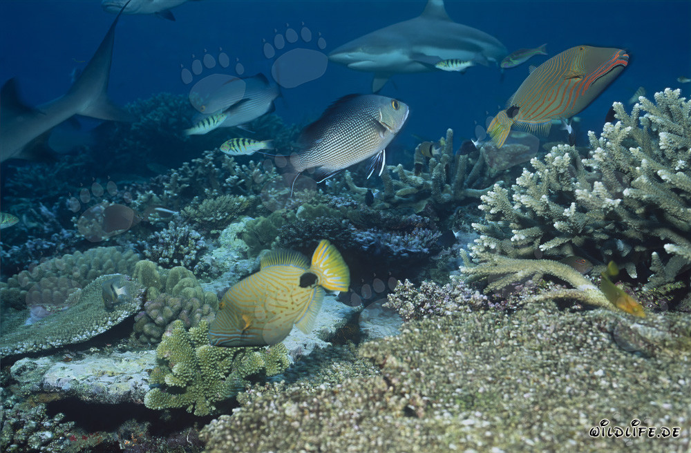Blacktip Reef Shark at the Reef