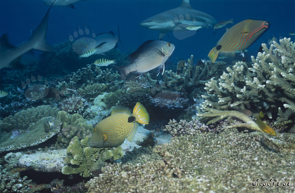 Requin à pointes noires sur le récif