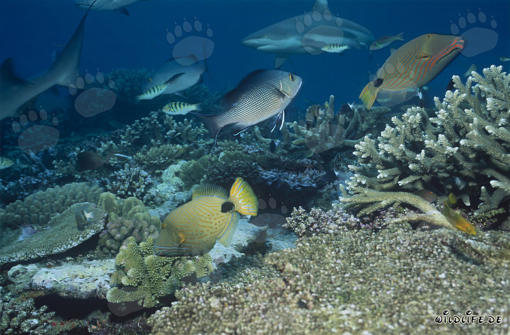 Schwarzspitzen-Riffhai am Riff