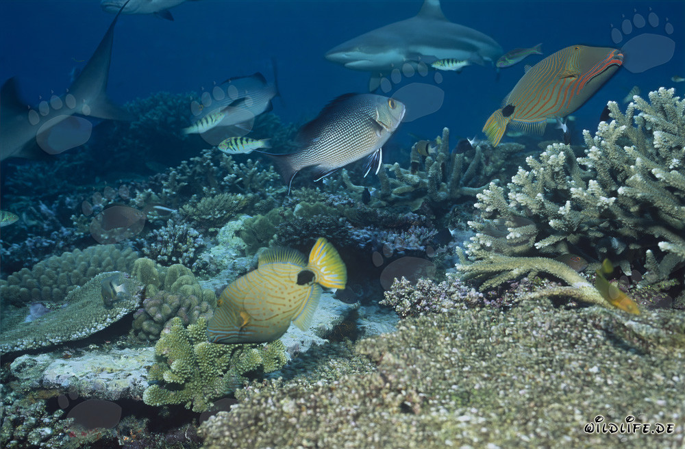 Squalo a punte nere sulla barriera corallina