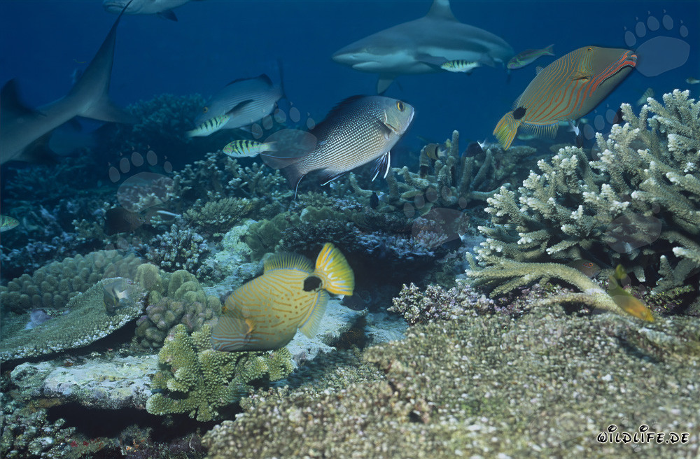 Tiburón de punta negra en el arrecife