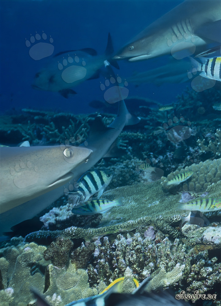 Rencontre avec les majestueux requins à pointes blanches