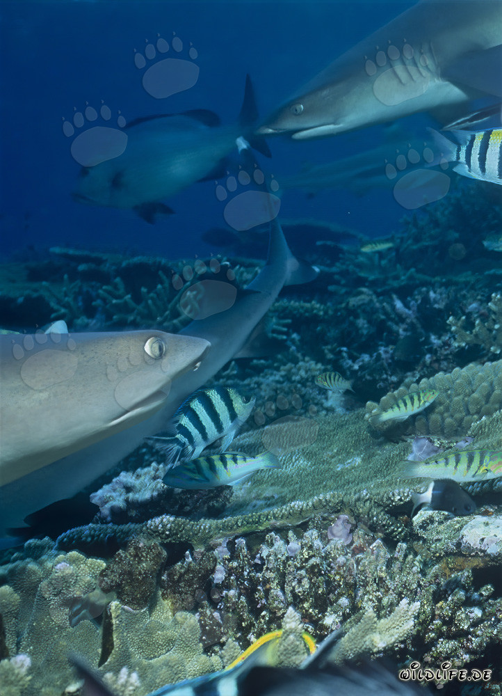Encuentro con los majestuosos tiburones de arrecife de puntas blancas