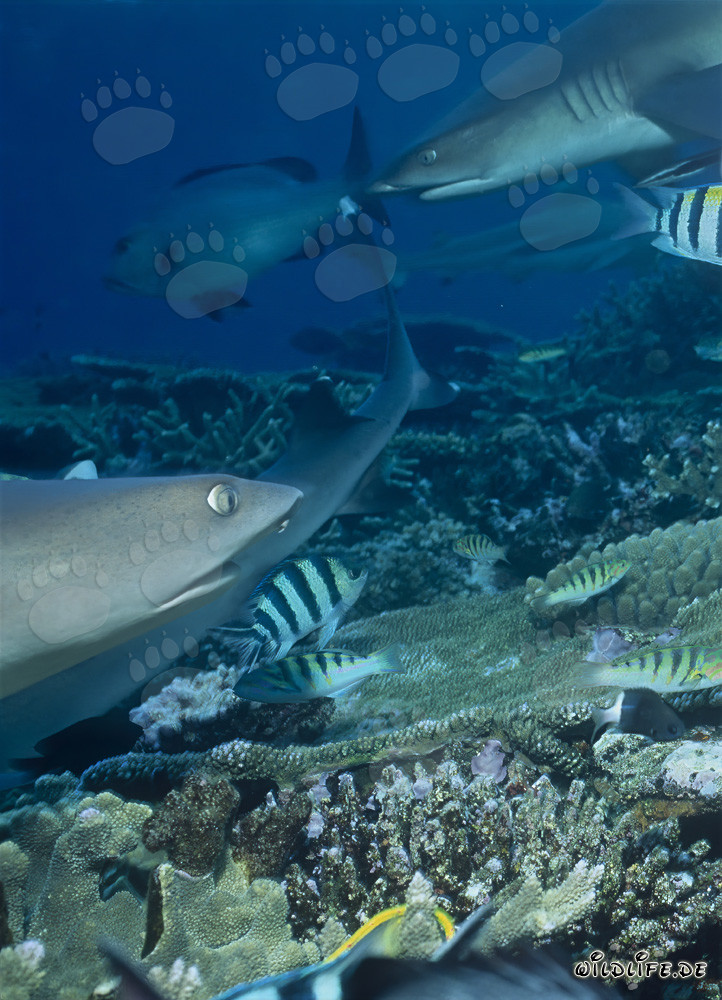 Encounter of Majestic Whitetip Reef Sharks