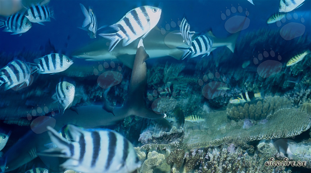 Rencontre fascinante : Requin à pointes blanches et Requin à pointes noires