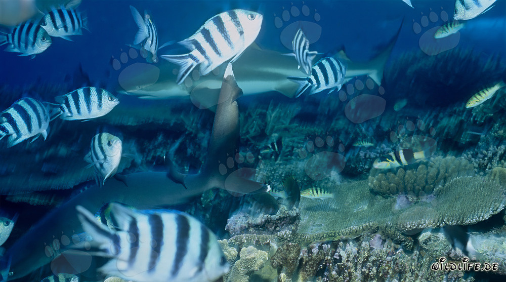 Encuentro fascinante: Tiburón de arrecife de puntas blancas y Tiburón de arrecife de puntas negras