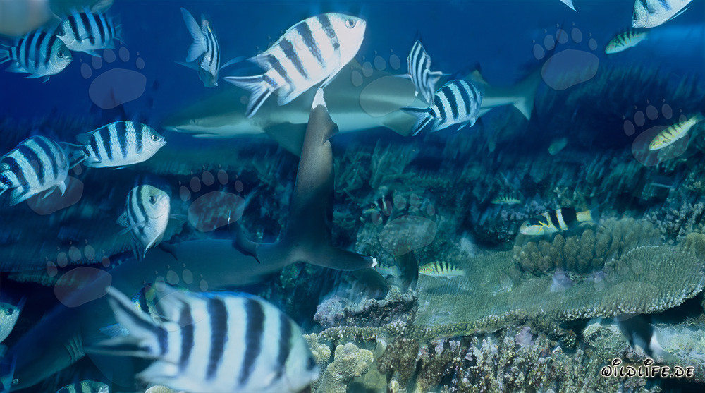 Scherenschwanz-Sergeants umgeben einen Weissspitzen-Riffhai und Schwarzspitzen-Riffhai am Shark Reef