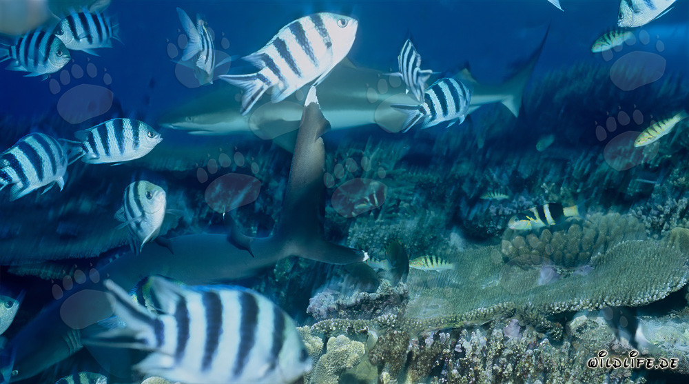 Fascinating Encounter: Whitetip Reef Shark and Blacktip Reef Shark