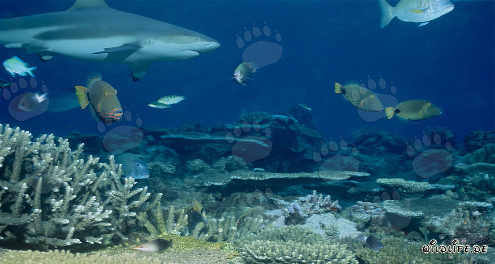 Graceful blacktip reef shark swimming majestically above the reef