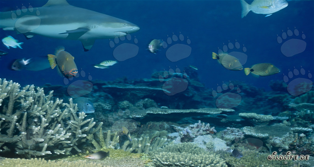Requin à pointes noires élégant nage majestueusement au-dessus du récif