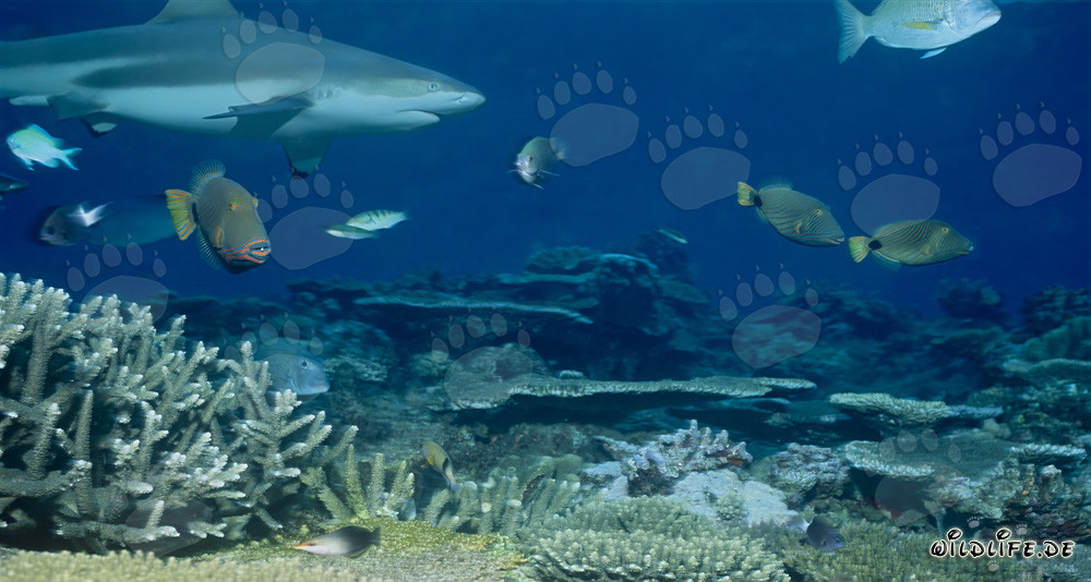 Elegante squalo di barriera a punte nere nuota maestosamente sopra la barriera corallina