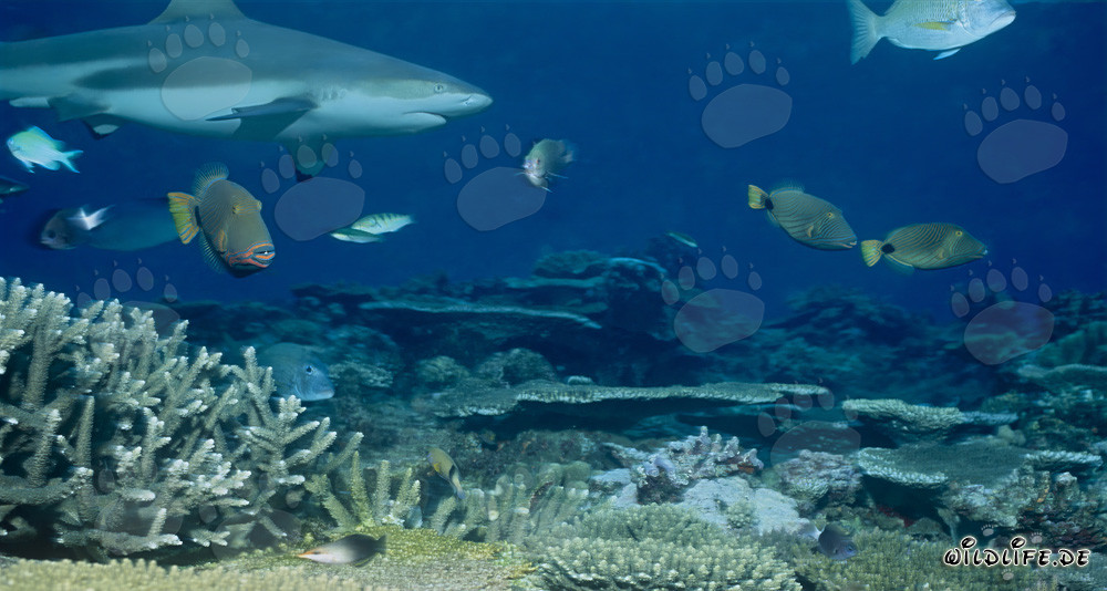 Elegante tiburón de arrecife de puntas negras nada majestuosamente sobre el arrecife