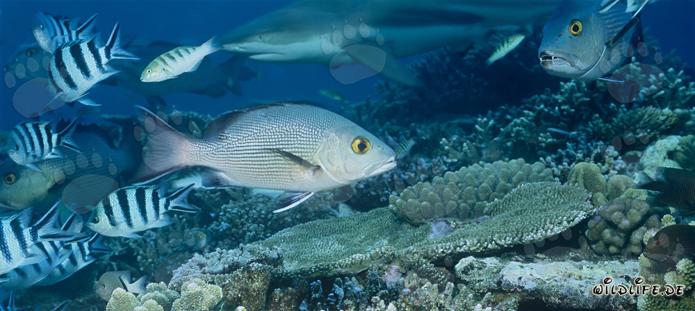 Pargo de dos manchas con tiburón de puntas negras