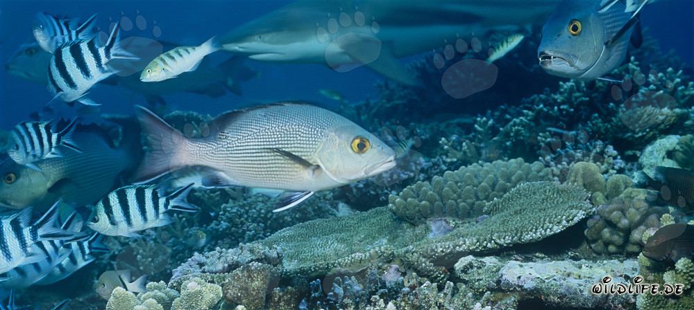 Twinspot Snapper and Blacktip-reef shark