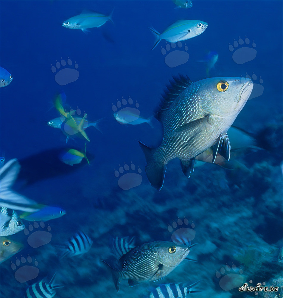 Dive with the fascinating Twinspot Snapper (Lutjanus bohar)
