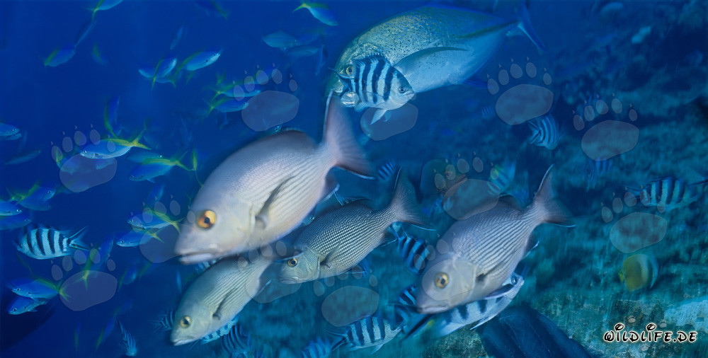 Mondo sottomarino: Pargo a due macchie, Fusilier a ponte giallo, Sgombro a pinne blu e Sergenti