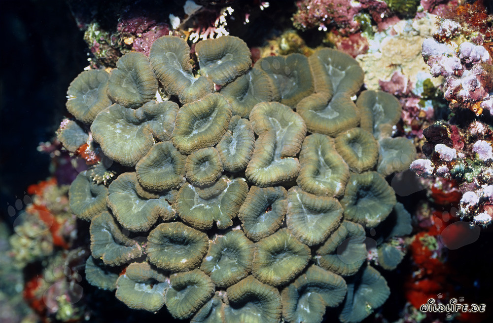 Fascinating Hemprich's Brain Coral in Beqa Lagoon, Fiji