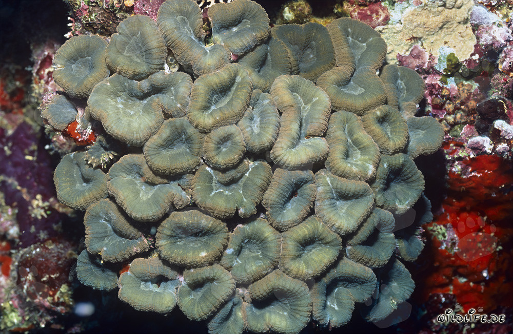 Fascinating Lobophyllia Brain Coral in Beqa Lagoon on Vitu Levu, Fiji