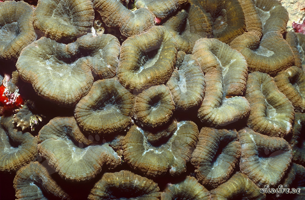 Lobophyllia Brain Coral in Beqa Lagoon on Vitu Levu, Fiji