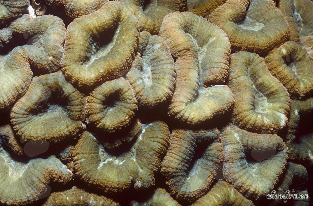 Affascinante corallo Hemprich in fiore nelle acque cristalline di Beqa Lagoon, Fiji