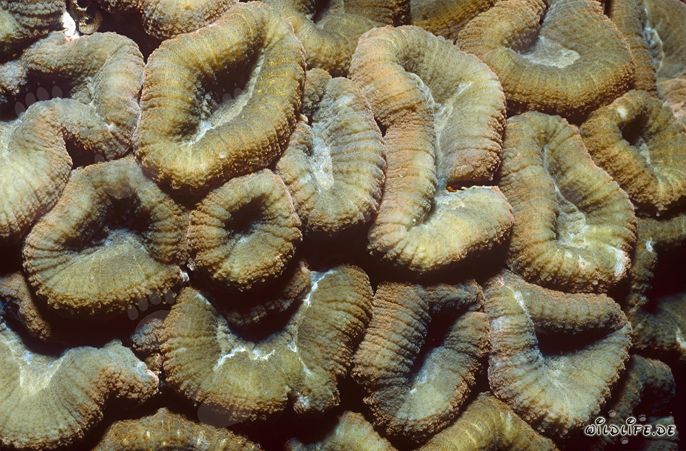 Faszinierende Hemprichs Doldenkoralle im kristallklaren Wasser von Beqa Lagoon, Fiji