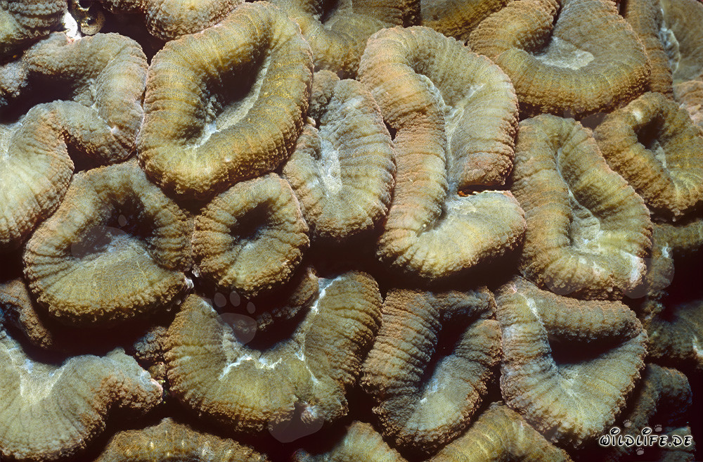 Fascinating Lobophyllia Brain Coral in the Crystal Clear Waters of Beqa Lagoon, Fiji