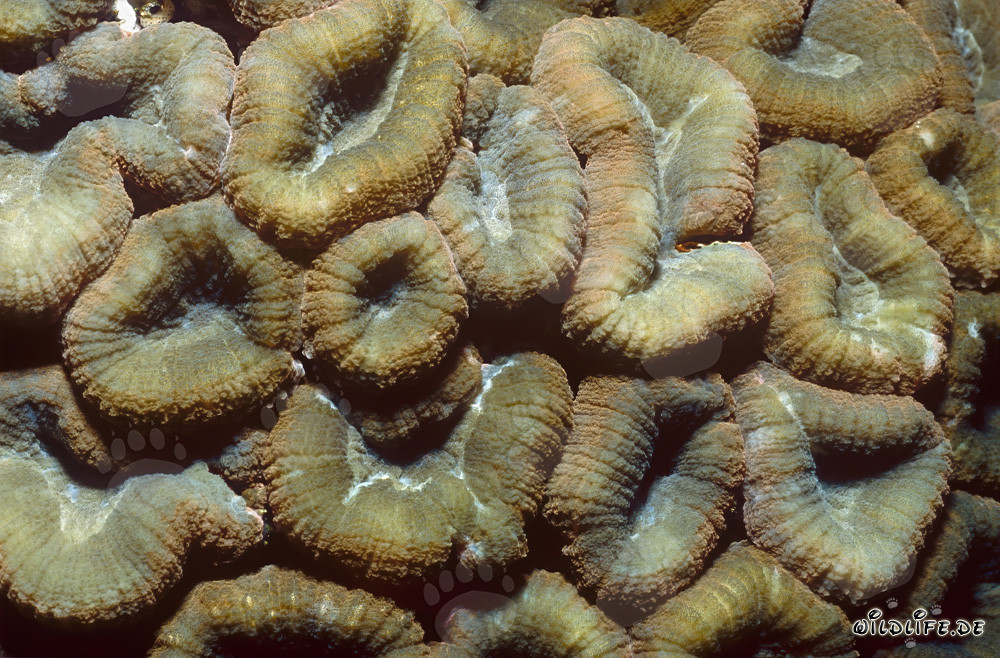 Faszinierende Hemprichs Doldenkoralle in der Beqa Lagoon auf Vitu Levu, Fiji