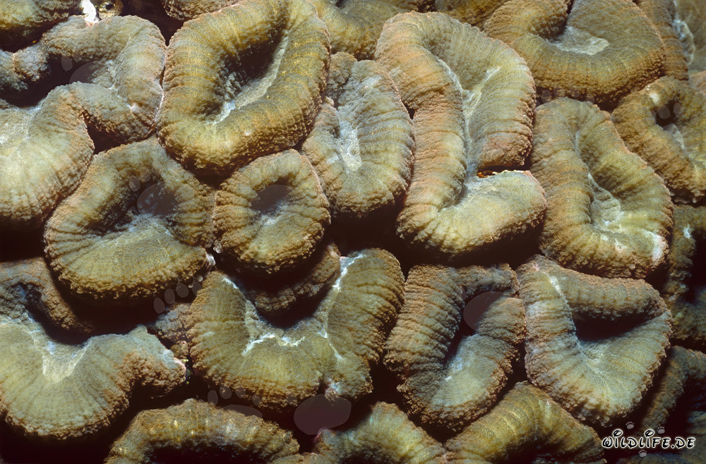 Fascinating Lobophyllia Brain Coral in Beqa Lagoon on Vitu Levu, Fiji