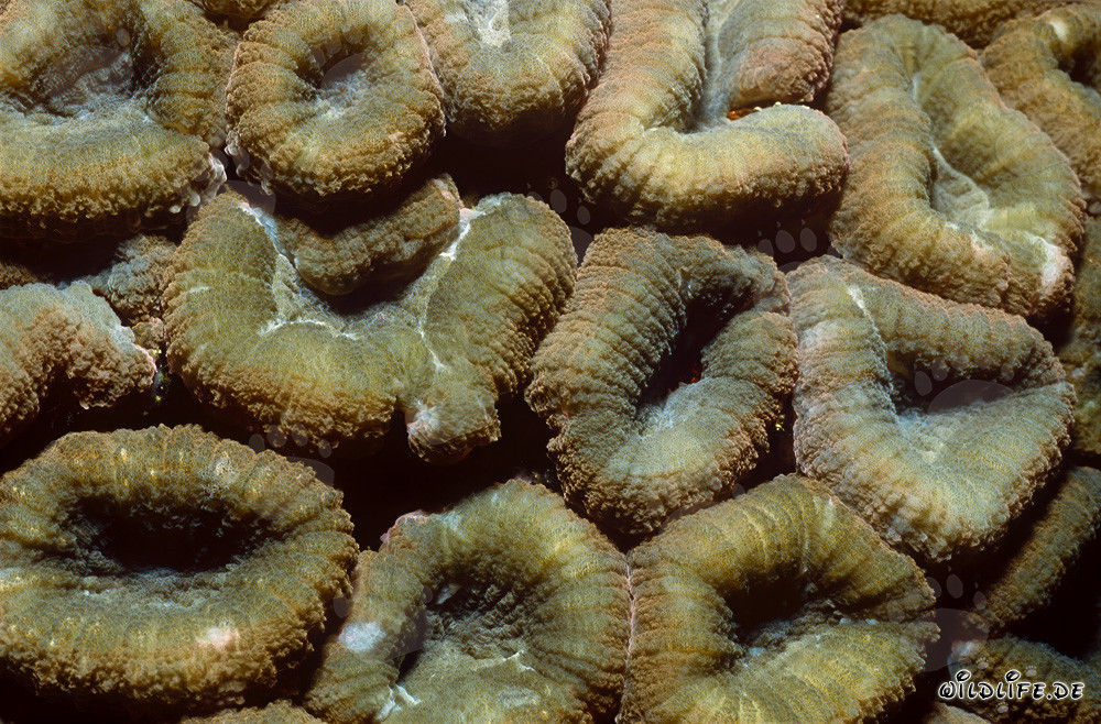 Fascinante Coral Hemprich en forma de racimo en la laguna de Beqa, Fiji