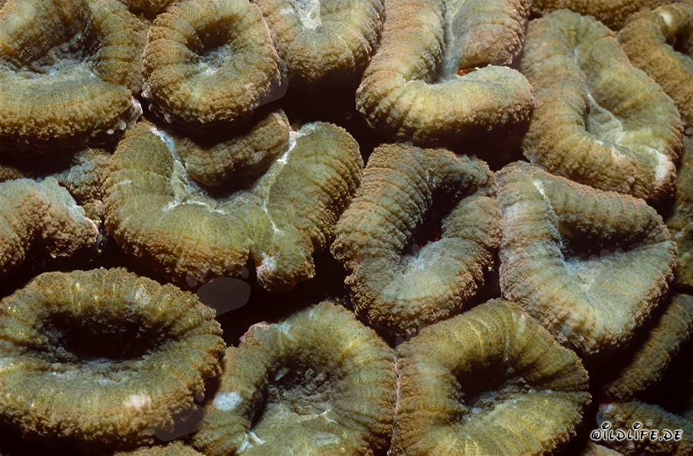 Faszinierende Hemprichs Doldenkoralle in der Beqa Lagune, Fiji