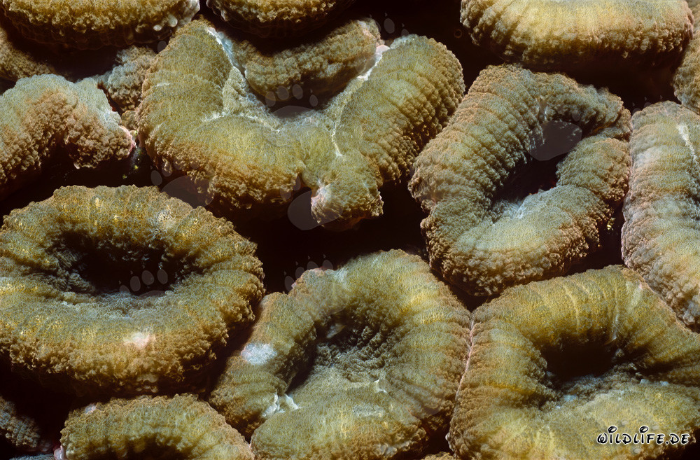 Capture fascinante de la corail Hemprichs Dolden dans le Shark Reef de Fiji
