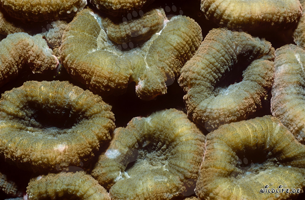 Fascinante captura del coral Hemprichs Dolden en el Shark Reef de Fiji