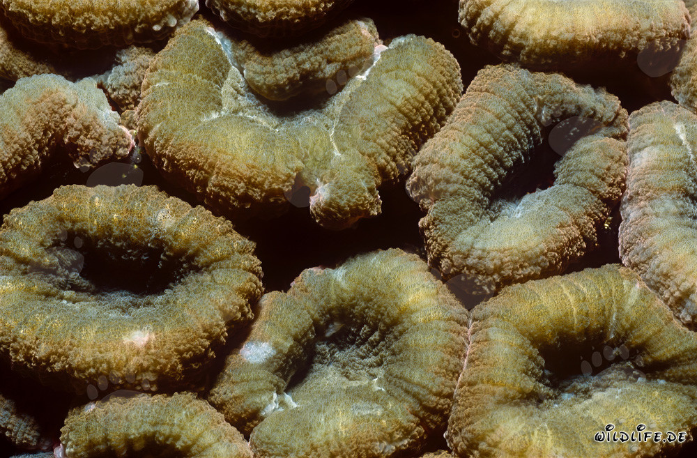 Fascinating shot of the Lobophyllia Brain Coral at Shark Reef in Fiji