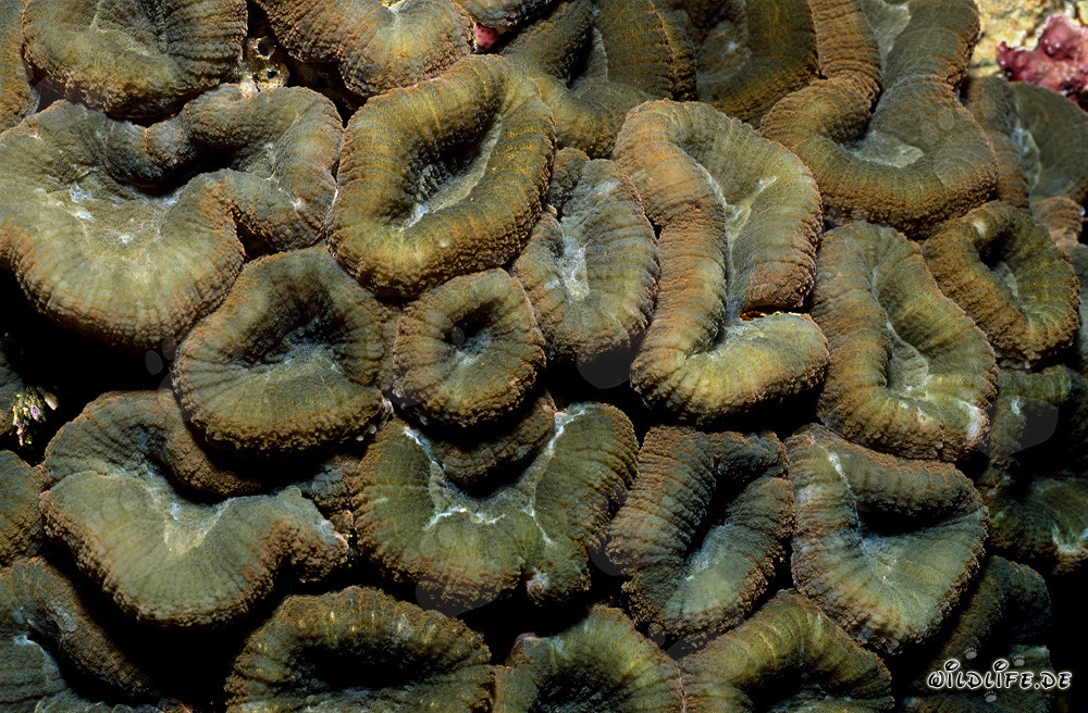 Fascinante coral Hemprich en la laguna de Beqa, Viti Levu, Fiyi