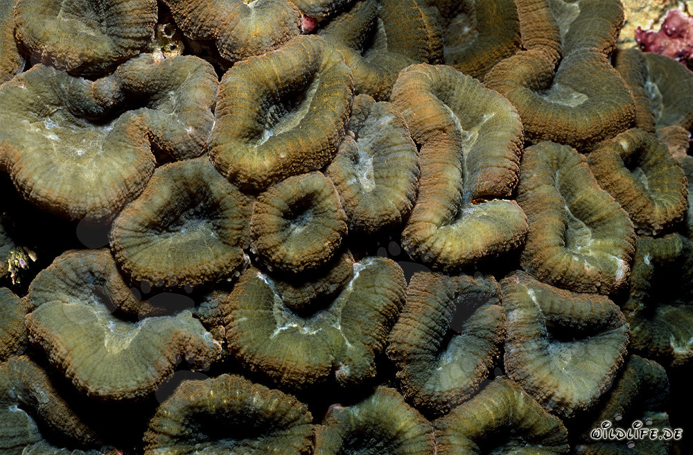 Affascinante corallo Hemprich nella laguna di Beqa, Viti Levu, Figi