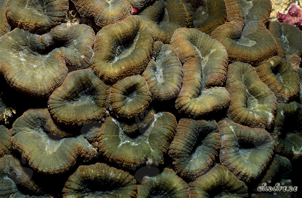 Fascinating Lobophyllia Brain Coral in Beqa Lagoon, Viti Levu, Fiji