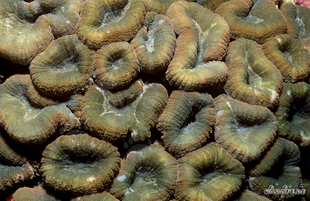 Corail Hemprich fascinant à la lagune de Beqa, Vitu Levu, Fidji