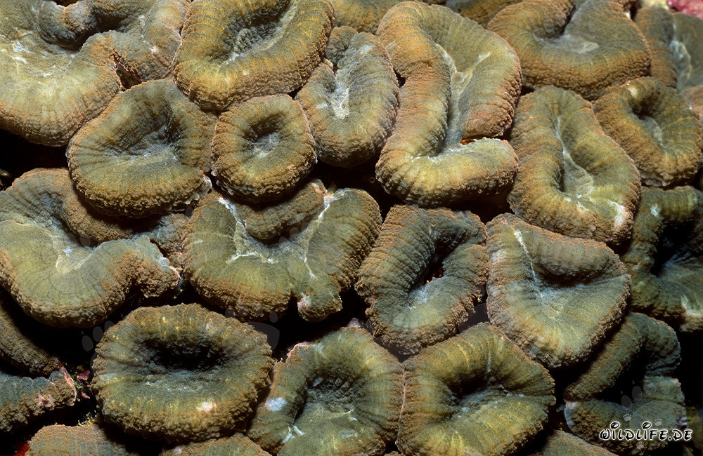 Fascinante coral Hemprich en la laguna de Beqa, Vitu Levu, Fiji