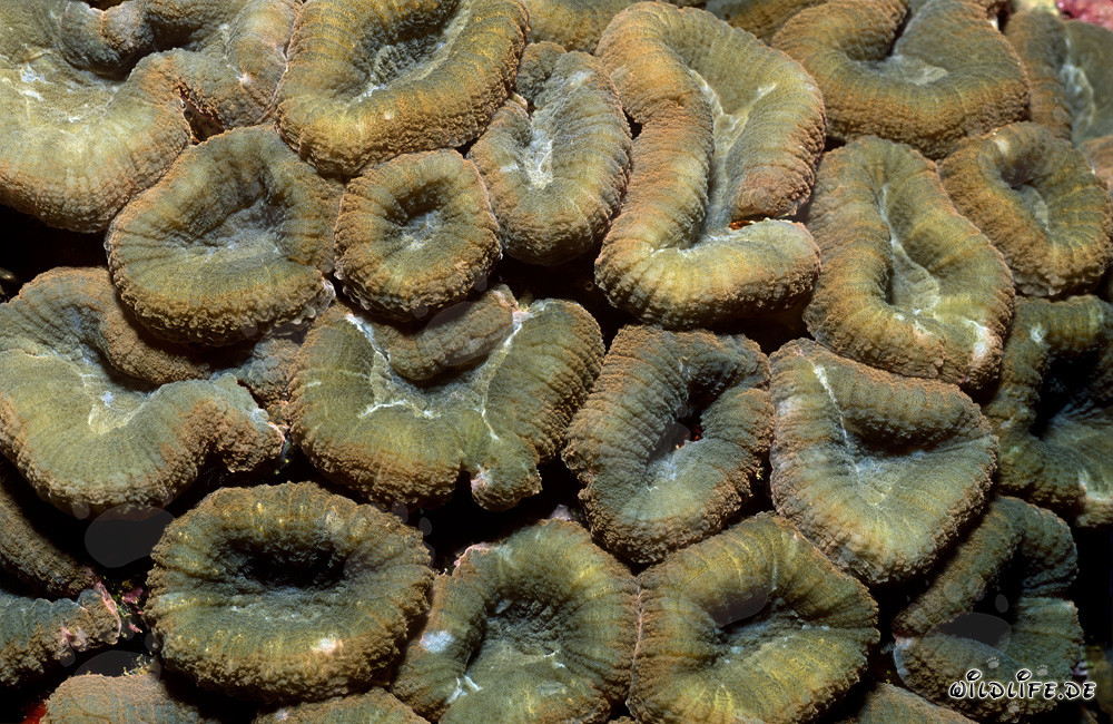 Affascinante corallo Hemprich nella laguna di Beqa, Vitu Levu, Figi