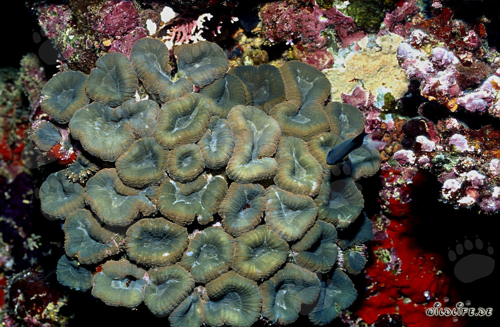 Corail Hemprich fascinant dans le lagon de Beqa, Fidji