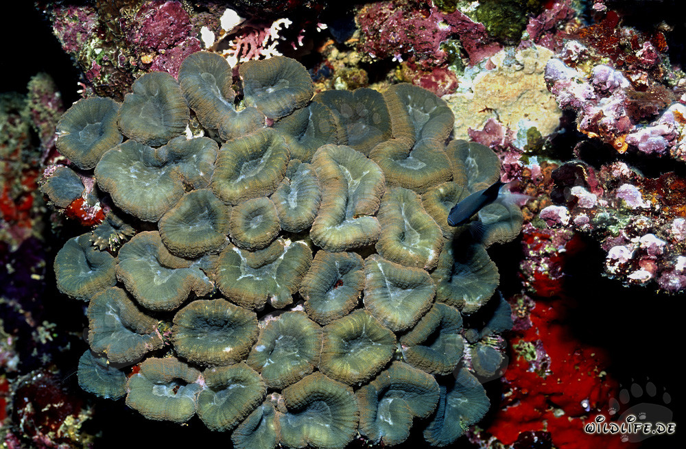 Affascinante corallo Hemprich nella laguna di Beqa, Figi