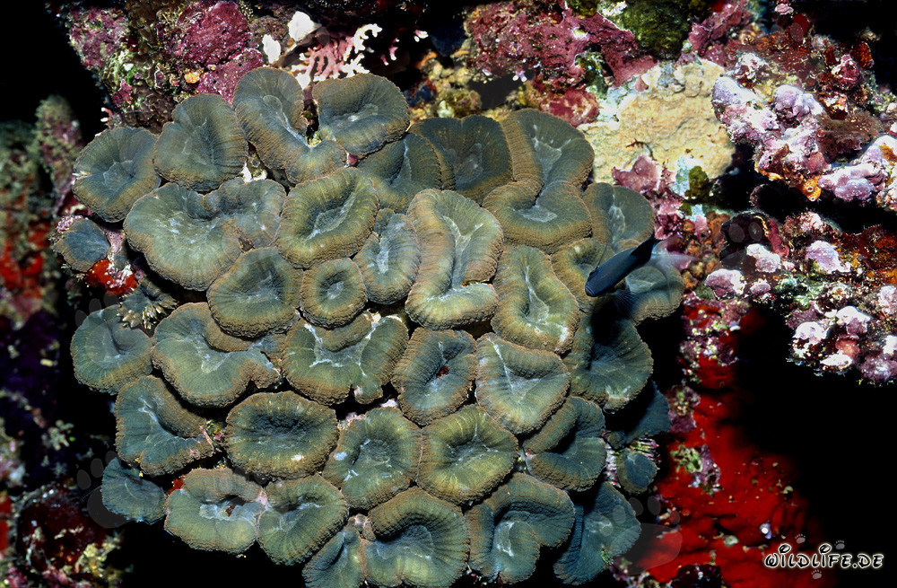 Fascinating Lobophyllia Brain Coral in Beqa Lagoon, Fiji